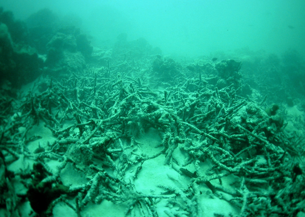 東沙海域珊瑚礁，白化後的死亡情形。照片：柯金源