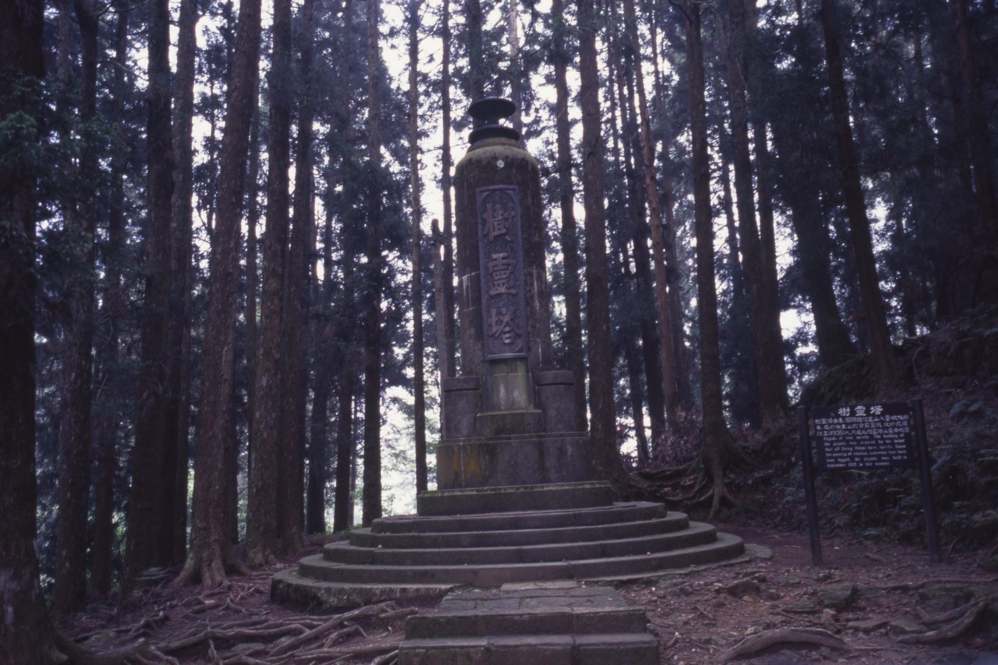阿里山的檜木靈 我們的島