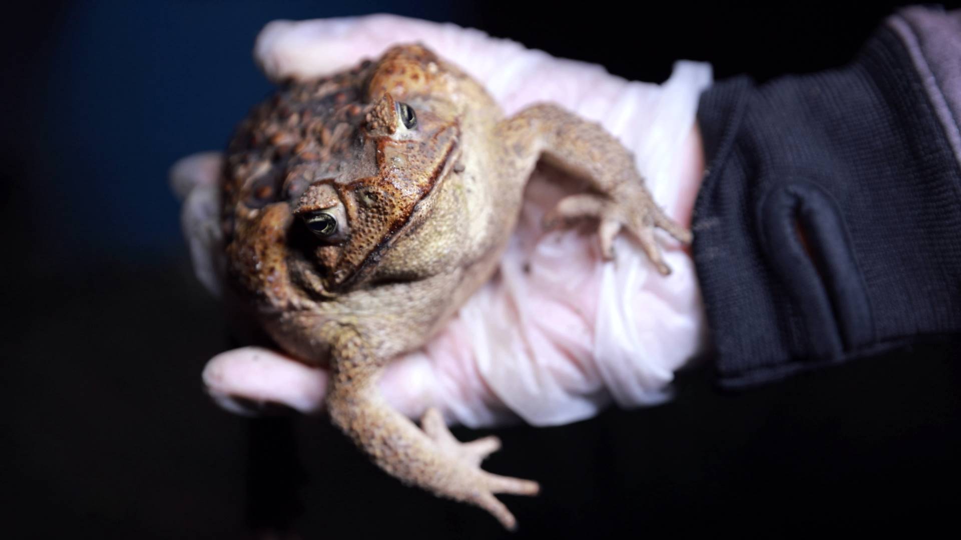 追緝海蟾蜍│世界百大入侵外來種