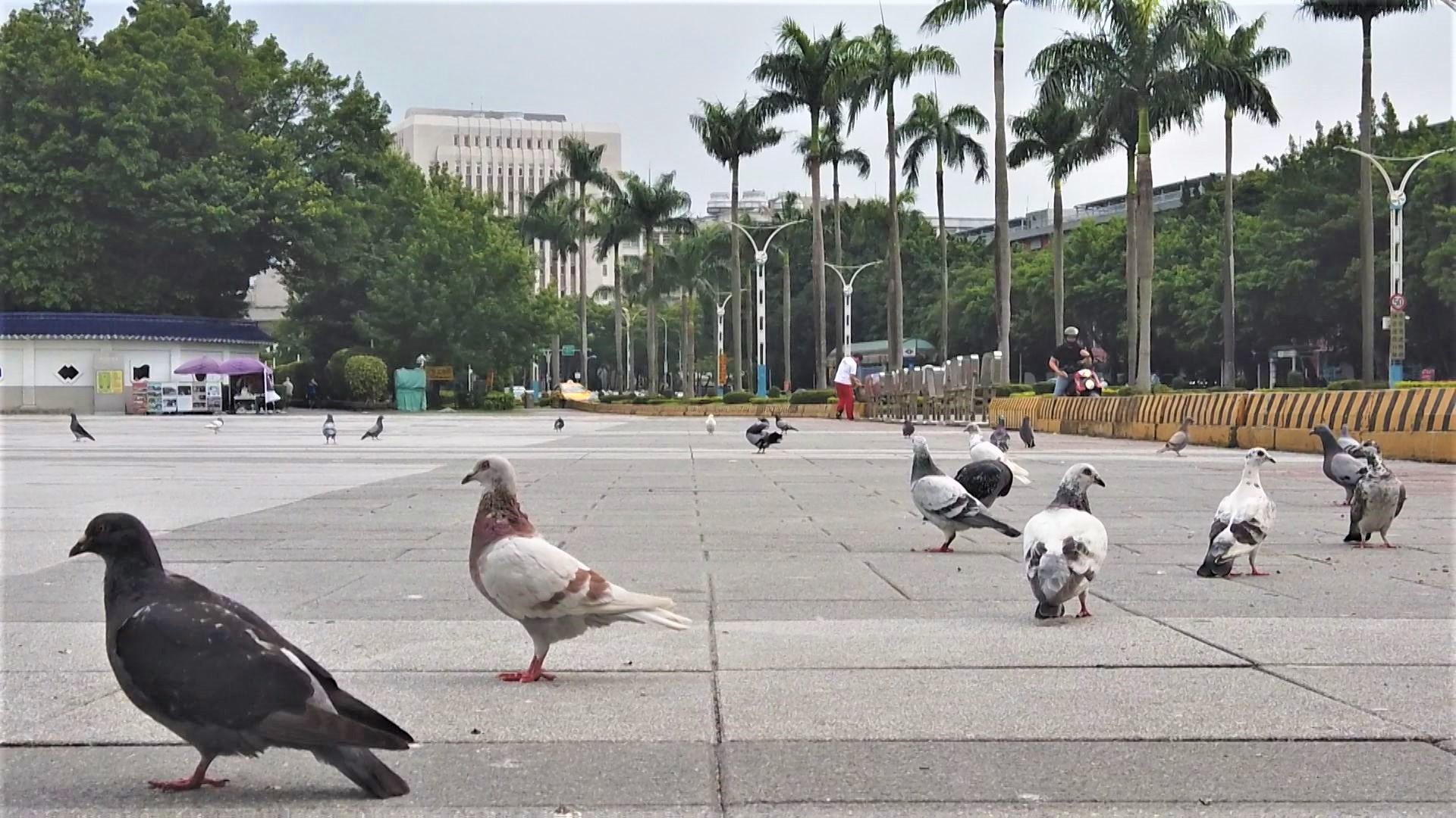 都會粉鳥鄰｜外來種野鴿問題多