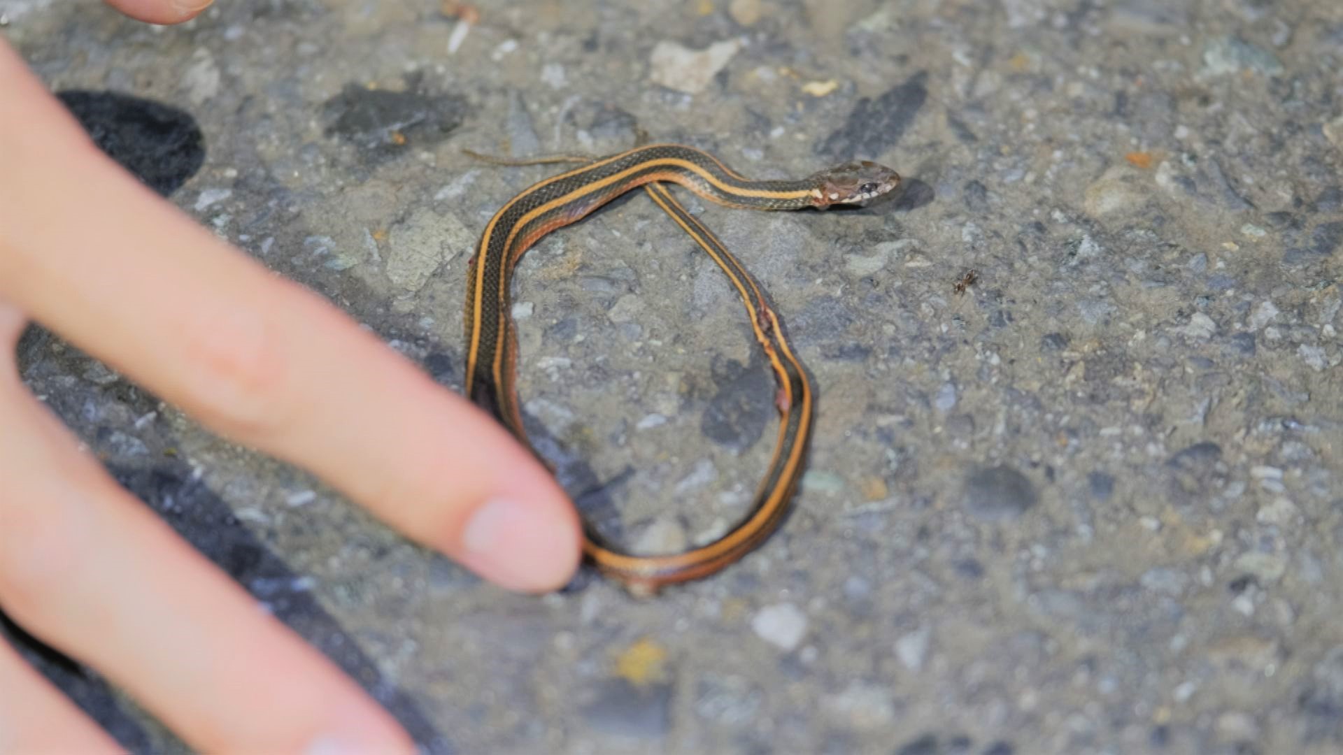 為蛇找生路 我們的島
