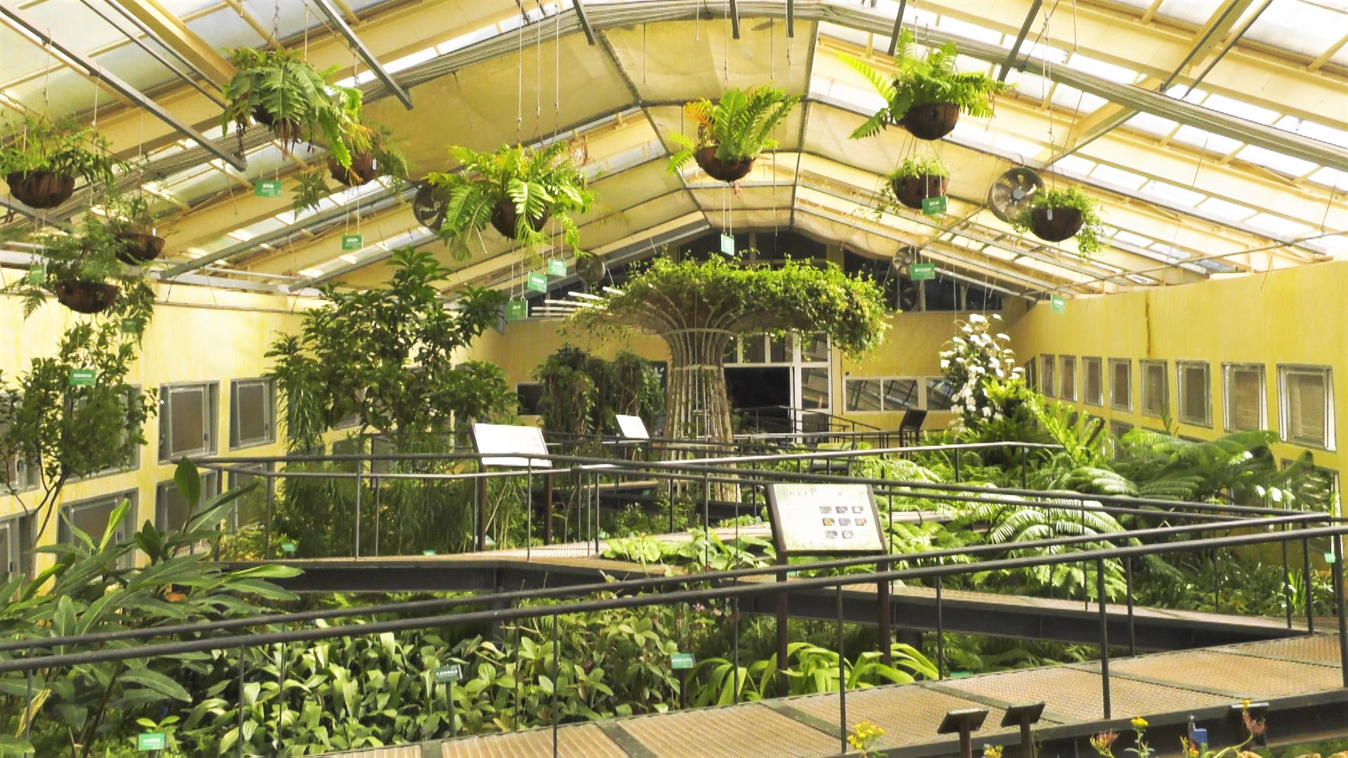 植物方舟航向未來│為台灣珍稀植物留下一線生機