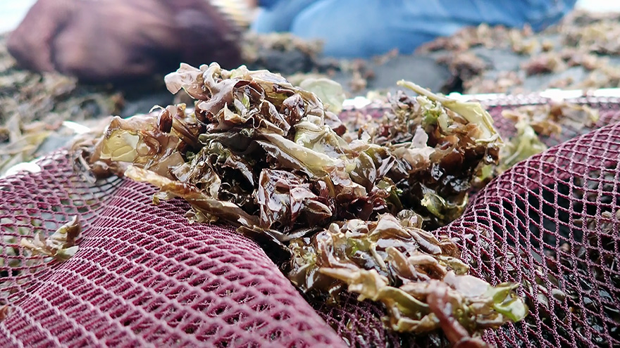 澎湖的季節限定｜手採紫菜的盛宴| 我們的島