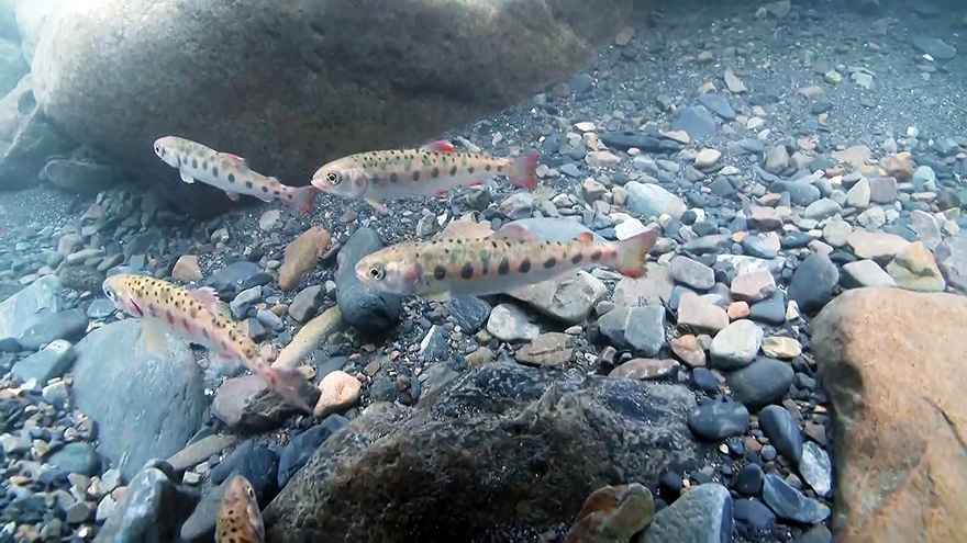 17度C生存線：保護櫻花鉤吻鮭的新挑戰