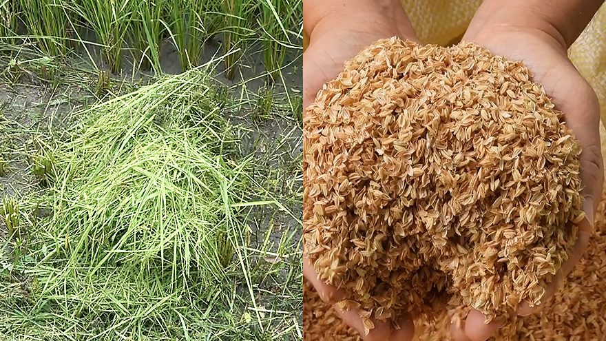 為稻稈與稻殼續命！國內最大宗的農業剩餘物資如何去化？