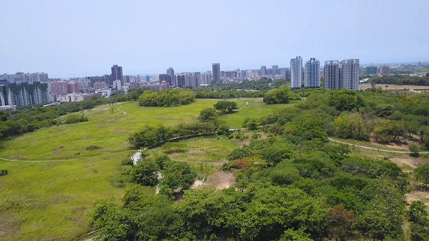 【原來草鴞這麼近！】系列二：草鴞也住都會區