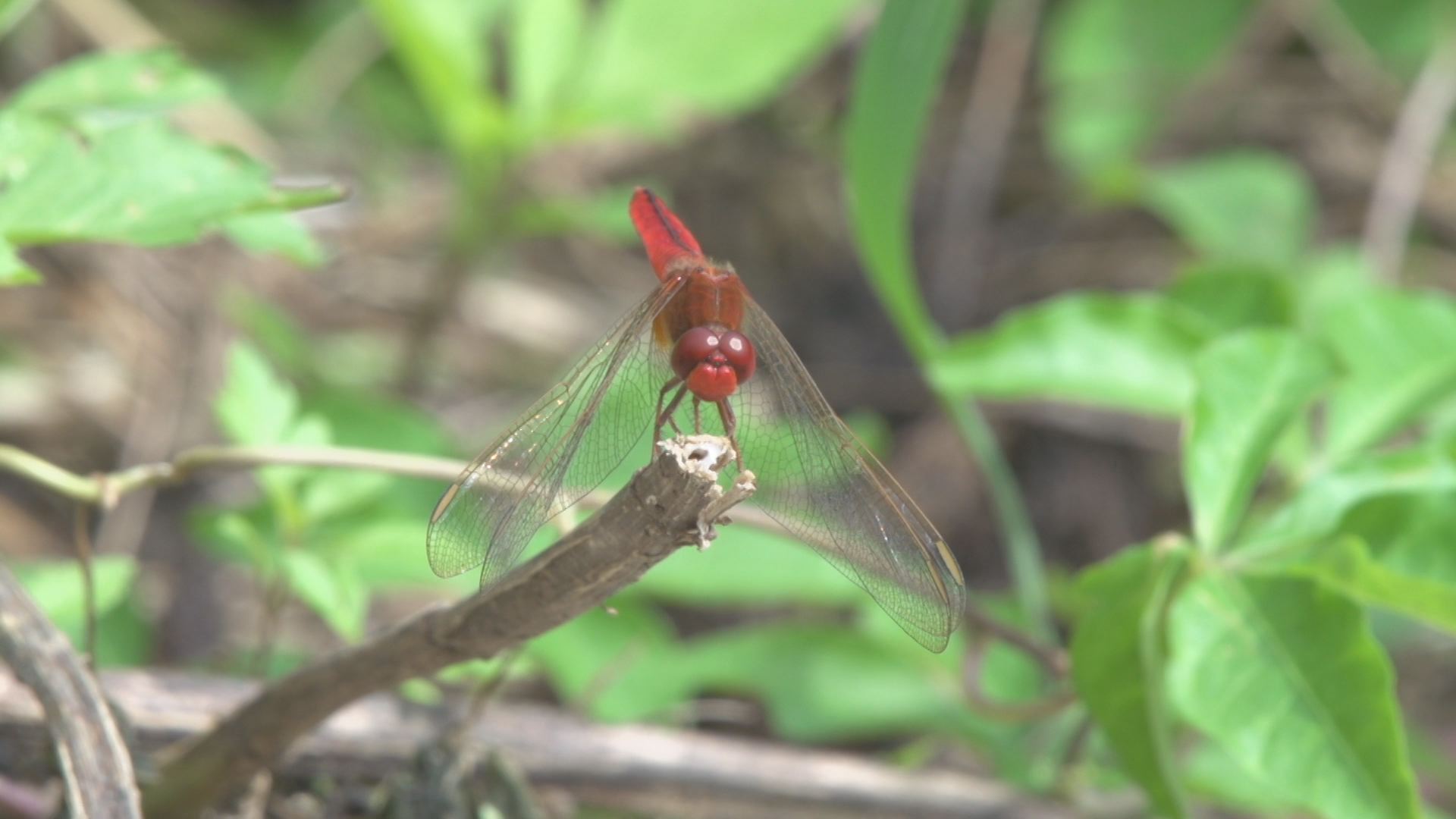 秋紅 遇見遷徙性蜻蜓 我們的島