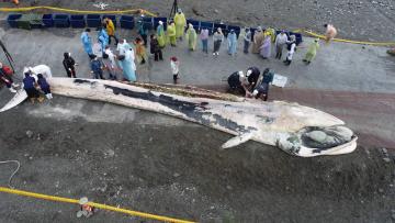 花蓮崇德外海發現死亡鬚鯨，在定置漁網業者協助下拉回岸邊等待解剖。