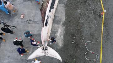 花蓮崇德外海死亡的鬚鯨，拖上岸解剖找死因