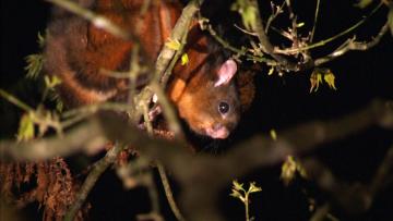 現在在城市中看到飛鼠的機率越來越高