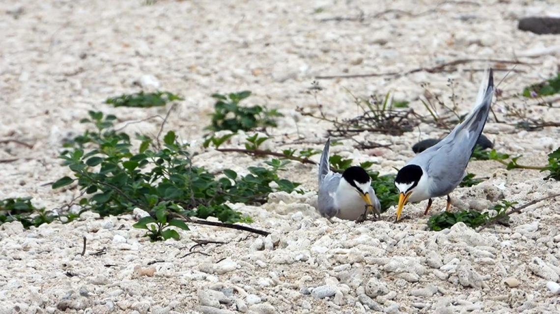 小燕鷗影像提供／陳統壹