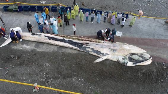 花蓮崇德外海發現死亡鬚鯨，在定置漁網業者協助下拉回岸邊等待解剖。