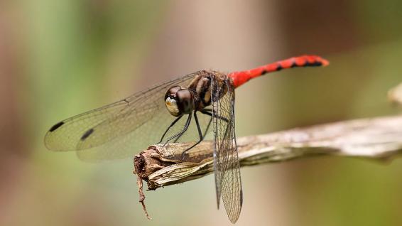 纖紅蜻蜓雄蟲