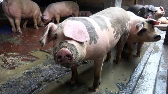 豬場照片為非洲豬瘟疫情前所拍攝的資料照