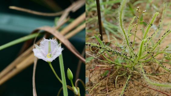 右圖為長葉茅膏菜，左圖為異蕊草(照片提供／林試所范素瑋)