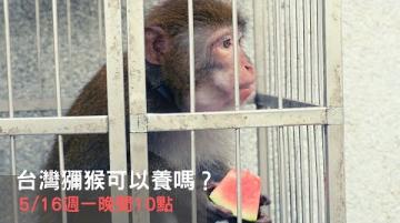 【#預告｜台灣獼猴可以養嗎？】🐒🐒🔹公視│我們的島5／16(一)晚間十點─────────────