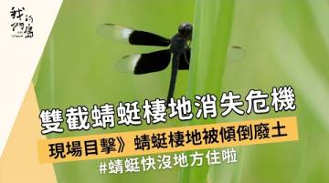 【動物生態】現場目擊》雙截蜻蜓面臨棲地消失危機 (我們的島 1167集 2022-08-15)