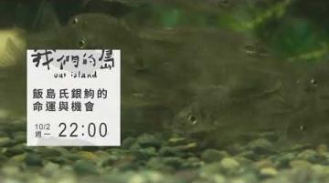 【１０／２週一晚間十點｜飯島氏銀鮈的命運與機會｜公視我們的島】