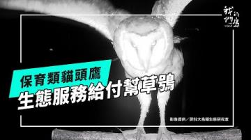 【住草叢的貓頭鷹】系列二：生態服務給付幫草鴞(公視我們的島 第1309集 2025-06-02)