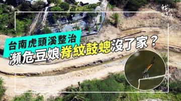 脊紋鼓蟌沒了家？｜溪流防洪與生態功能的拉扯(公視我們的島 第1311集 2025-06-16)