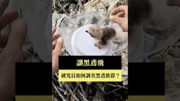 【#預告｜讓黑鳶飛】公視｜我們的島7／7(一)晚間十點 #shorts