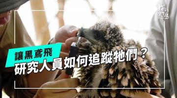 讓黑鳶飛｜透過研究理解牠們的危機與需求(公視我們的島 第1313集 2025-07-07)