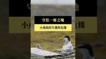 【#預告｜守住一席之地—小燕鷗的生機與危機】公視｜我們的島11／24(一)晚間十點 #shorts