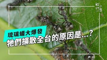 誘殺琉璃蟻|解析牠們擴張背後的生存策略(公視我們的島 第1334集 2025-12-01)