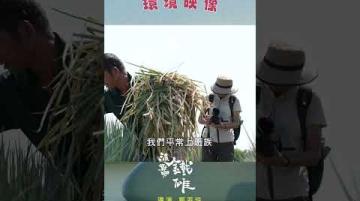 【派對咖鐵雄|環境映像】公視我們的島X神腦 #shorts