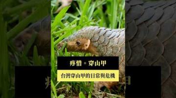 【#預告｜疼惜。穿山甲】公視｜我們的島1／26(一)晚間十點 #shorts