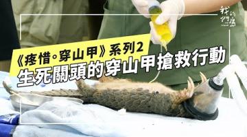 《疼惜。穿山甲》系列二｜落難的緊急搶救：撐起穿山甲的守護網(公視我們的島 第1343集 2026-01-26)