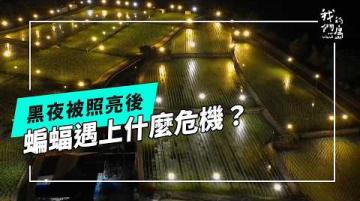 越來越亮的夜晚，越來越困擾的蝙蝠(公視我們的島 第1345集 2026-02-09)