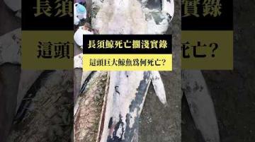 【#預告｜長須鯨死亡擱淺實錄】公視｜我們的島3／16(一)晚間十點 #shorts