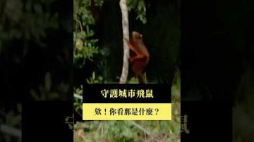 【短片｜守護城市飛鼠】公視｜我們的島 #shorts