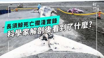 【直擊】科學家解剖後發現了什麼？長須鯨死亡擱淺實錄｜(公視我們的島 第1349集 2026-03-16)