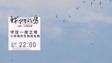 【#預告｜守住一席之地—小燕鷗的生機與危機】公視｜我們的島3／30(一)晚間十點