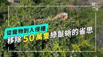 獵蜥：如何壓制綠鬣蜥族群｜外來種控制、政策與生命倫理的艱難戰役(公視我們的島 第1353集 2026-04-13)