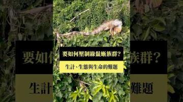 【短片｜獵蜥~如何壓制綠鬣蜥族群？】公視｜我們的島 #shorts