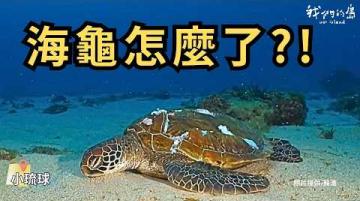 追蹤發現！小琉球的受傷：來自船隻的螺旋槳撞擊和魚線纏繞！｜公視我們的島