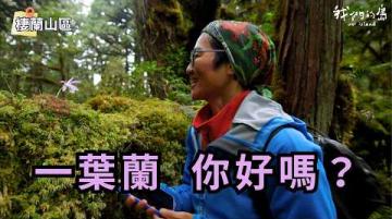 【附生植物】怕熱的台灣一葉蘭｜生活在高海拔的棲蘭山區也有煩惱