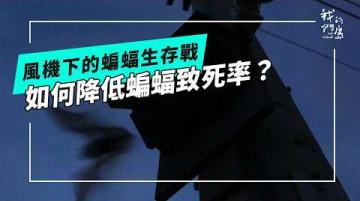 風機下的蝙蝠生存戰：如何在風速以及棲地喪失中找尋出路(公視我們的島 第1356集 2026-05-04)