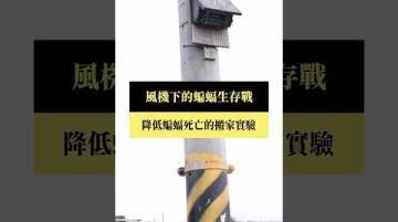 【短片｜風機下的蝙蝠生存戰】公視｜我們的島 #shorts