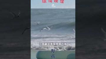 【#預告｜2026環境映像：野孩子】公視｜我們的島5／25(一)晚間十點 #shorts