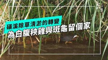磺溪共生記｜為白腹秧雞和斑龜留下家(公視我們的島 第1360集 2026-06-01)