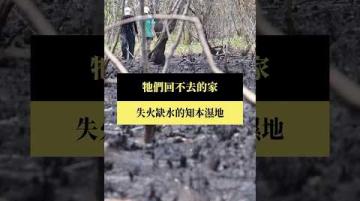 【#預告｜牠們回不去的家】公視｜我們的島6／8(一)晚間十點 #shorts
