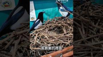 城市鳥生活，原來小鳥用這些來築巢?!(下)｜跟著公視《我們的島》出去走走 #Shorts