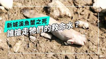 當新城溪斷流，魚蟹大量死亡！｜如何為溪流留下生機？(公視我們的島 第1366集 2026-07-13)