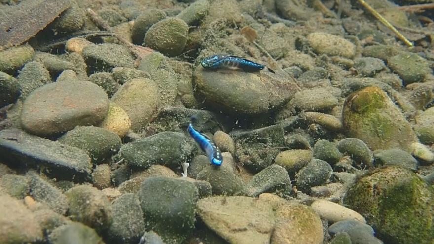 何處是魚家 如何杜絕商業採捕壓力 我們的島