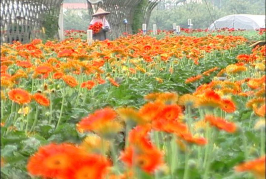 花農之夢 我們的島