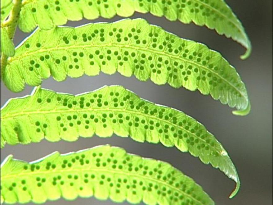 蕨類狂想曲 我們的島